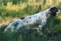 Setter Anglais IAN DU BEC ÉTOILE Setter Anglais IAN DU BEC ÉTOILE